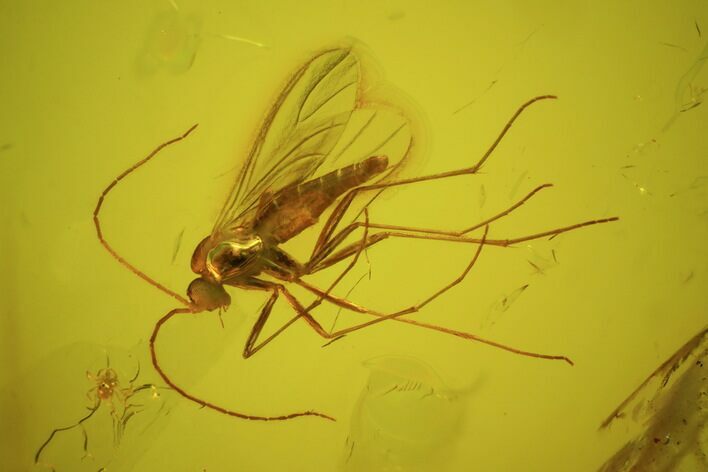 Fossil Fungus Gnat In Baltic Amber #45163